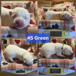 5 Green - White male Siberian Husky puppy in Dane, Wisconsin from Sunny Hurricane Siberians