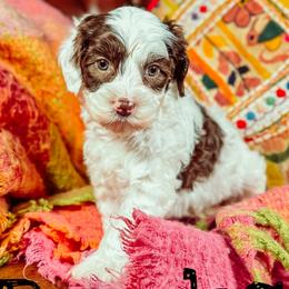 Brooks - Chocolate male Australian Labradoodle puppy in Decatur, Alabama from Southern Meadows Doodles