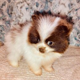 Merlin the Magician - Chocolate parti male Pomeranian puppy in East Mountain, Texas from Fairchild Fancy Pomeranians and Coachella Pomeranians