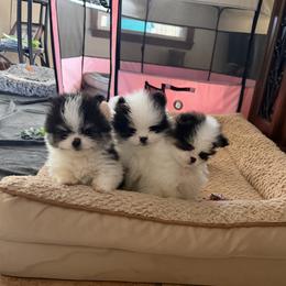 Pomeranian puppies from POM POM LOVE