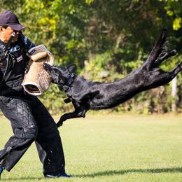 German Shepherds from Kriegerseele