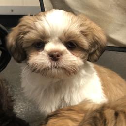 Junie - Liver and white female Shih Tzu puppy in Milton, Florida from Shih tzu adventures of Santa Rosa Florida