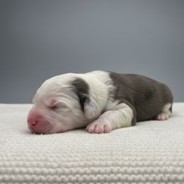 Black collar - Merle male Sheepadoodle puppy in Mesa, Arizona from Desert Sheepies and Doodles