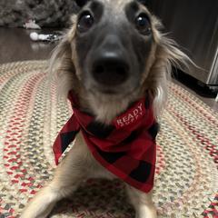 Windsprite All Grown Up from Sonora Wood Windsprites