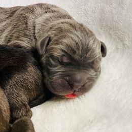 Cane Corso Puppies from Valyrian Cane Corsos