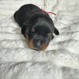 Pink Girl - Black and mahogany female Rottweiler puppy in Humble, Texas from Inexorable Haus Early Rotts