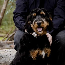 Bernedoodles, Golden Aussiedoodles, and Goldendoodles from Vallevistadoodles