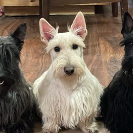 Holly - Scottish Terrier