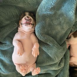 American Hairless Terrier Puppies from OakSahara