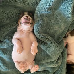 American Hairless Terrier Puppies from OakSahara