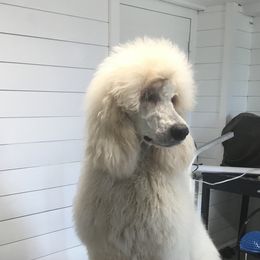 Poodles from Scotch Corner Standard Poodles