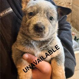 F4 - Blue speckled female Australian Cattle Dog puppy in Ionia, Michigan from SB Heelers Cattle Dogs and Performance Horses