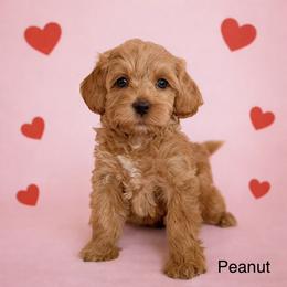 Peanut - Caramel female Australian Labradoodle puppy in Londonderry, New Hampshire from Granite State Labradoodles