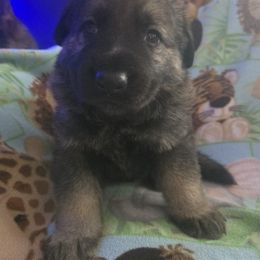 German Shepherd Puppies from Pheonix Farm