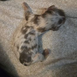 Boy 1 - Dapple male Dachshund puppy in Wichita Falls, Texas from Desert Willow Dachshunds