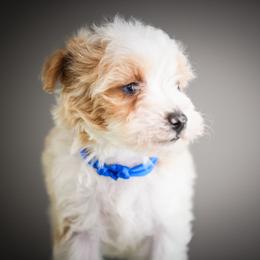 Kelly - Apricot male Schnoodle puppy in Caldwell, Idaho from Boise Doodle Co.