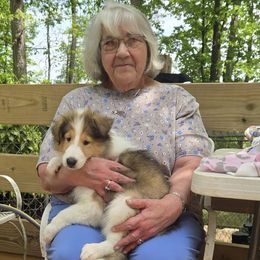 Dinah - Sable and white Collie puppy in Winder, Georgia from Dove Creek Collies