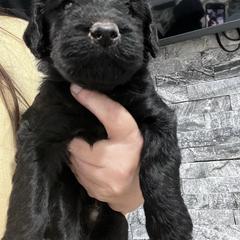 Puppy 5 - Black male Whoodle puppy in Corinth, Maine from Whoodles of Maine