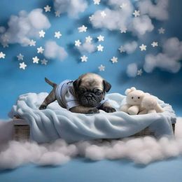 Pug Puppies from Precious Paws