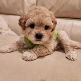 White collar male - Liver and white male Shihpoo puppy in Williamsville, New York from Nell’s Doodle & Dolls
