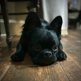 French Bulldog All Grown Up from The Frenchie Manor
