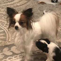 Dottie - Papillon