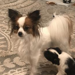 Dottie - Papillon