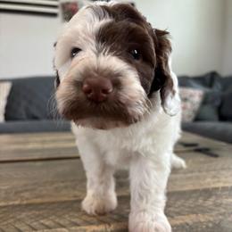 Hope - Brown and white female Aussiedoodle puppy in Lake City, Florida from North Florida Poodles and Doodles