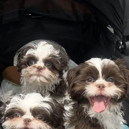 Shih Tzu Puppies from Mayra’s Shih Tzus