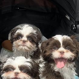 Shih Tzu Puppies from Mayra’s Shih Tzus