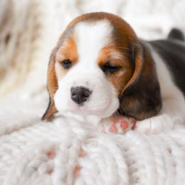 Blythe - Black tan and white female Beagle puppy in Caldwell, Ohio from Folklore Kennel