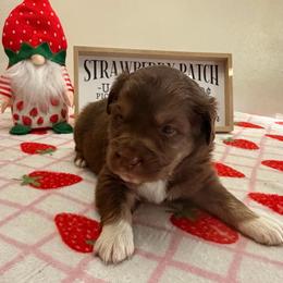 Red - Red tri-color male Australian Shepherd puppy in Harrah, Oklahoma from Kamm's Aussies