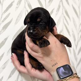 Girl 4 - Doberman Pinscher puppy from Imperium Dobermann Kennel