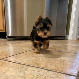 Yorkshire Terrier Puppies from Chikito's Yorkies