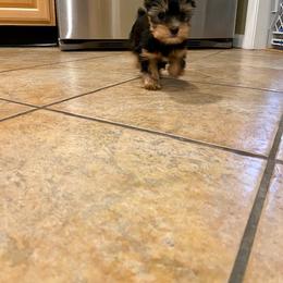 Yorkshire Terrier Puppies from Chikito's Yorkies