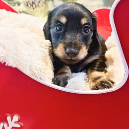 Maize 3500 - Cream male Dachshund puppy in Sylvania, Alabama from Yancey’s Doxies
