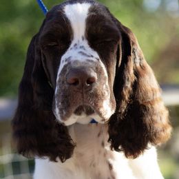 English Springer Spaniel Puppies from Epoch English Springer Spaniels
