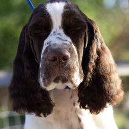 English Springer Spaniel Puppies from Epoch English Springer Spaniels