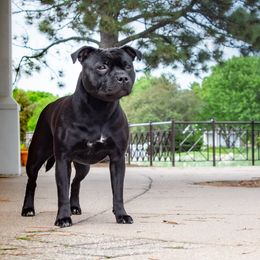 Staffordshire Bull Terrier All Grown Up from Theatric Staffords
