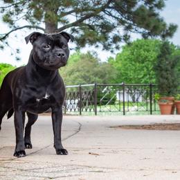 Staffordshire Bull Terrier All Grown Up from Theatric Staffords