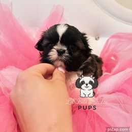 Dede - Brindle and white female Shih Tzu puppy in Walkertown, North Carolina from Lil’ Bit’s Shih Tzu