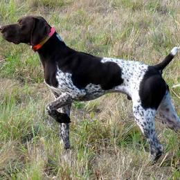 German Shorthaired Pointers from Fernando's German Shorthaired Pointers