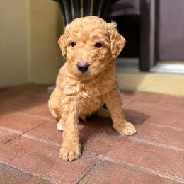 Winston - Apricot male Goldendoodle puppy in Sanford, Florida from Florida Coast Golden Doodles
