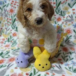Poodle Puppies from Chatt-A-Nooga Poodles