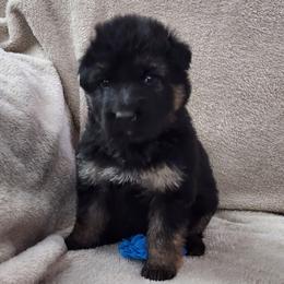 Blue Collar - Black and red male German Shepherd puppy in Louisville, Ohio from Crooked River German Shepherds