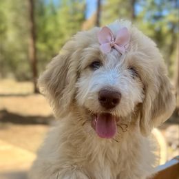 Honey Bear - female Saint Berdoodle puppy in Lookout, California from Remington Kennels, LLC