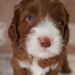 Armani - Red male Labradoodle puppy in Fontana, California from Glory Labradoodle’s