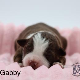 Gabby - Red tri female Miniature Australian Shepherd puppy in Weeki Wachee, Florida from Arlington's Mini Aussies