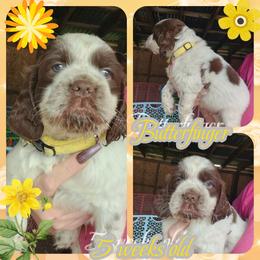 Butterfinger - Liver white and tan male English Springer Spaniel puppy in Westover, Maryland from Sterling's springer Haven