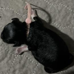 Stella (pink) - Black female Miniature Schnauzer puppy in Port Orchard, Washington from Silver Bells Miniature Schnauzers